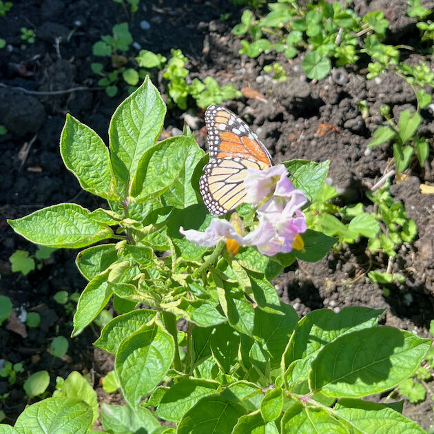 Ashburton Community Garden